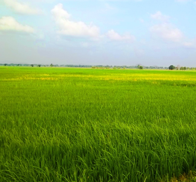 permandangan-sawah padi